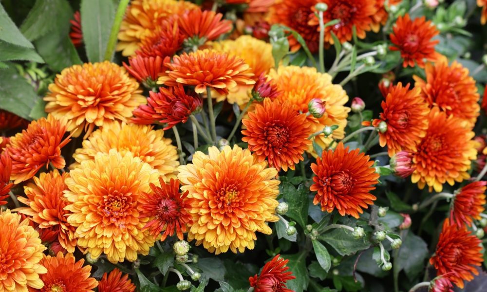 Best Indoor Flowering Plants That Make Your Home Look More Colorful