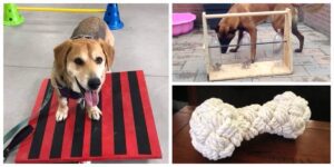 dogtoydiy